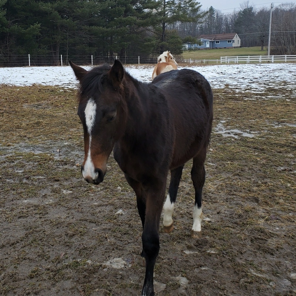 Meet your Posher, Holly